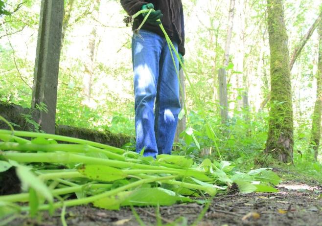 Himalayan Balsam Plant