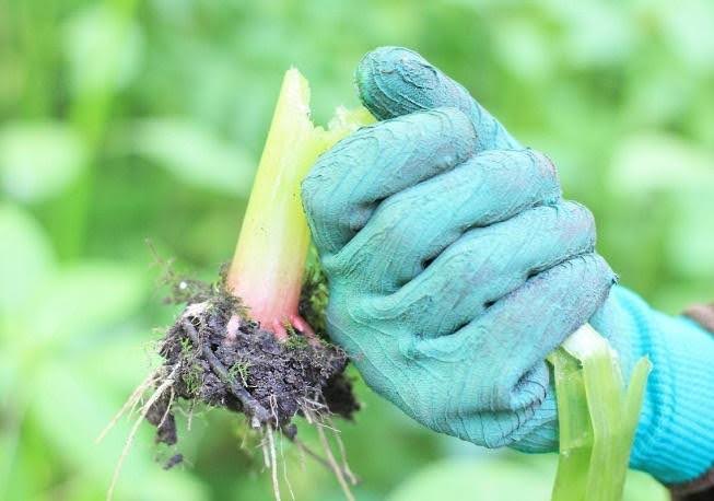 Identify and pull Himalayan Balsam