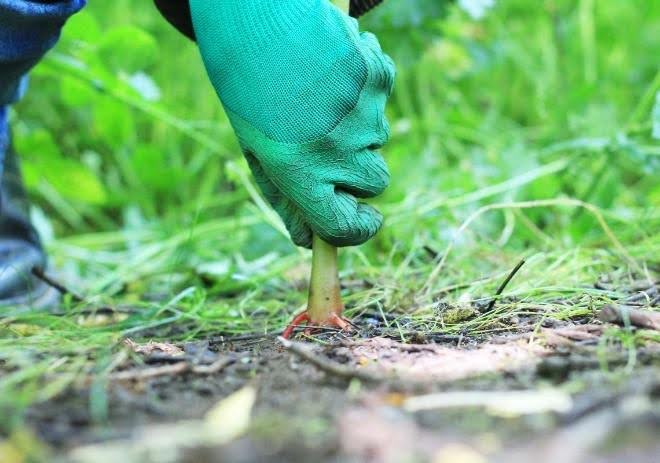 Identify and pull Himalayan Balsam